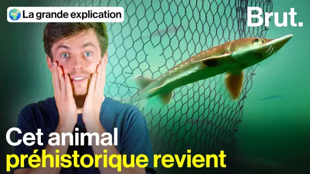 Décimé pour son caviar, ce poisson géant bientôt sauvé en France ?