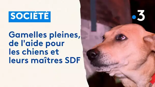 L'association Gamelles pleines : une aide pour les chiens et leurs maîtres SDF à La Rochelle