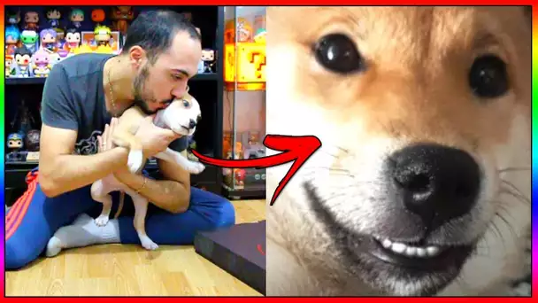 MON AMERICAN STAFF NALA EST-ELLE PLUS INTELLIGENTE QUE LE CHIEN DE SQUEEZIE ?