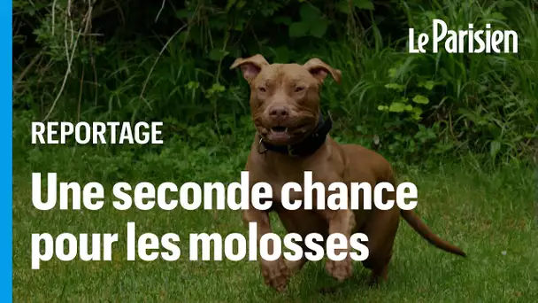 Les Crazy dogs, le refuge qui aime les chiens « méchants » laissés-pour-compte