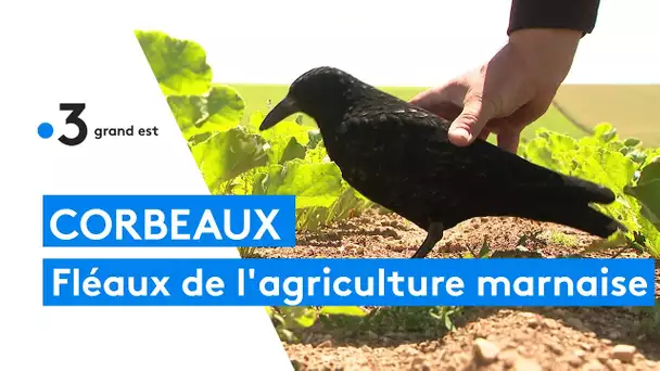 Les corbeaux, un fléau pour l'agriculture de la Marne