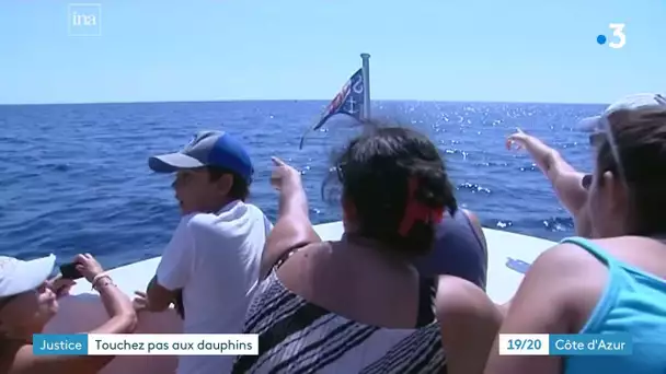 Côte d'Azur : trois sociétés inquiétées par la justice pour avoir "perturbé" des dauphins