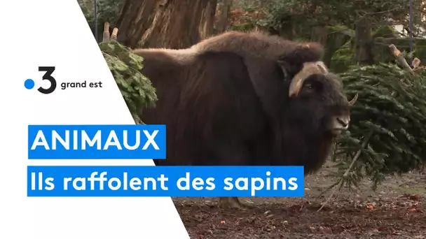 Les sapins font le bonheur des animaux du parc zoologique de Mulhouse