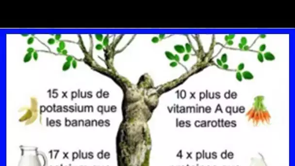 Incroyable : Cette plante magique permet de guérir plus de 300 problèmes de santé !