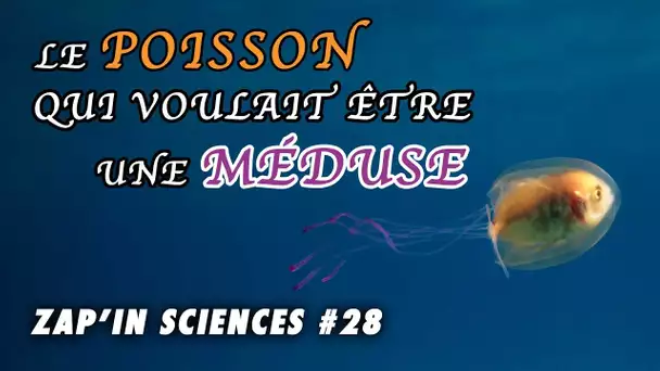 Le poisson qui voulait être une méduse - Zap'In Sciences #28