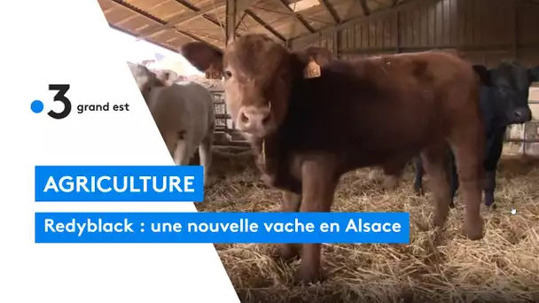 Redyblack : une nouvelle vache dans le paysage alsacien