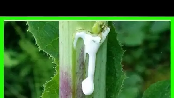 L’analgésique naturel le plus fort qui pousse partout, y compris dans votre jardin