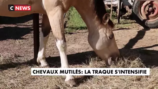 Chevaux mutilés : la traque s'intensifie