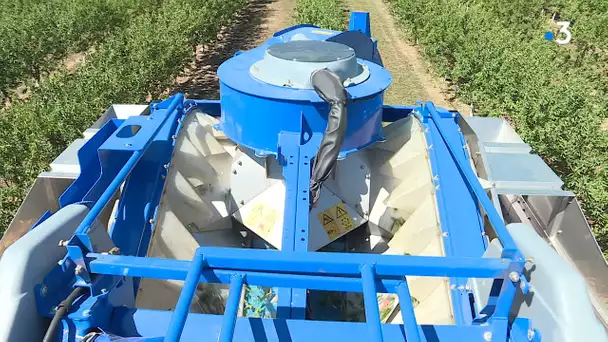 Pyrénées-Orientales : un verger de Millas expérimente la machine à récolter les amandes
