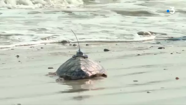 Premiers coups de nageoire pour les tortues marines remises à l'océan sur l'île de Ré