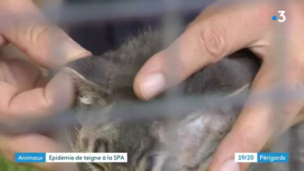 Périgueux : la SPA touchée par la teigne, 43 chatons confinés