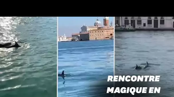 Deux dauphins filmés dans la lagune de Venise