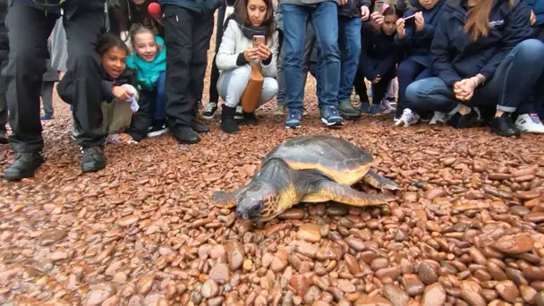 Remise à l'eau de Lily, tortue sauvage soignée après avoir été piégée par un pêcheur