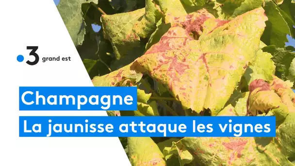 Champagne : lutter contre la flavescence dorée, une maladie qui contamine les pieds des vignes