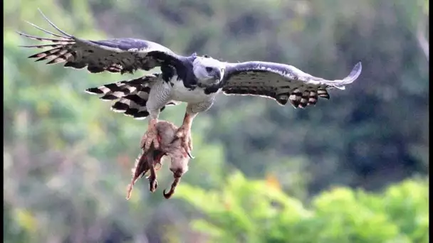 Cet oiseau tue et mange des singes - ZAPPING SAUVAGE