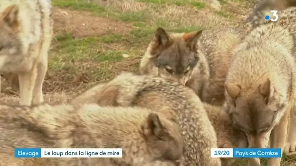 La présence du loup en Corrèze est officiellement reconnue par les services de l'Etat.