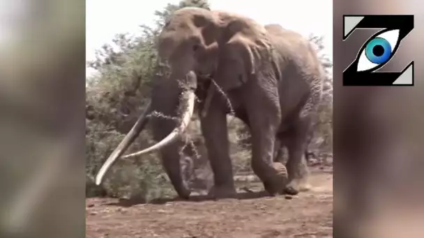 [Zap Net] Le plus gros éléphant du monde (8000kg) ! (21/02/22)