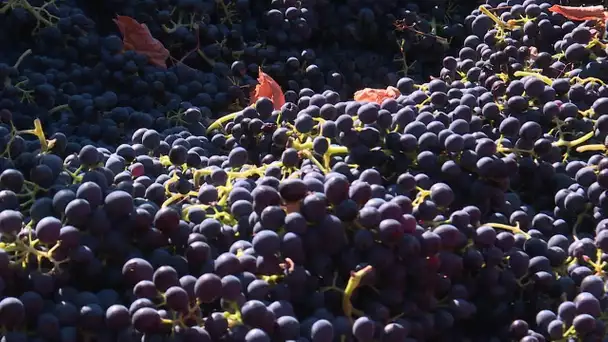 PrioriTerre à Saint-Cyr-sur-Mer (83) : vendanges dans les vignes du conservatoire du littoral
