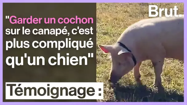 cochon