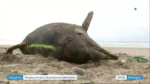Recrudescence d'échouages de dauphins sur les côtes bretonnes