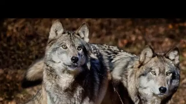 Tarn : Un zoo fermé après la fuite d’une meute de loups