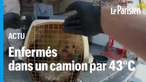 États-Unis : 36 chiens retrouvés enfermés dans un camion par 43°C