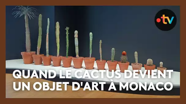 Quand le cactus devient un objet d'art : à Monaco, une exposition le montre sous toutes ses formes