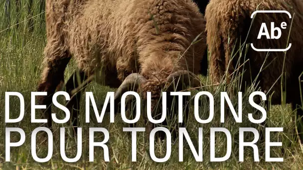 Moutons, tondeuses écolos ! ABE-RTS