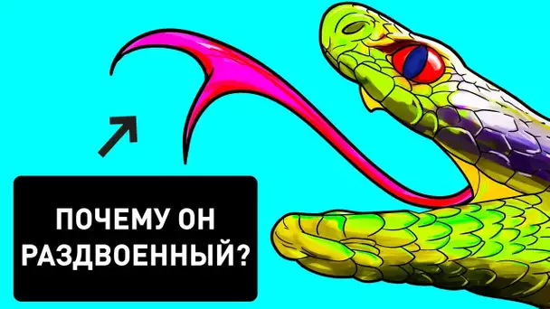 Pourquoi Les Serpents Ont-Ils la Langue Fourchue ?