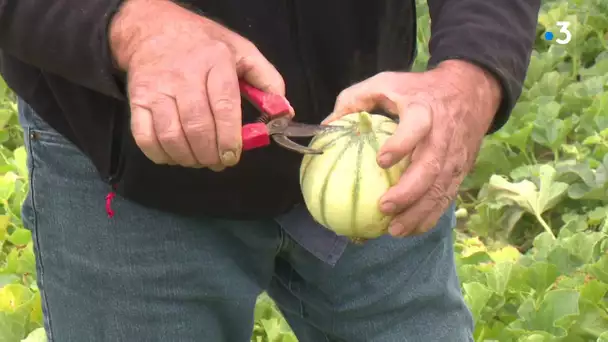Lot : le melon du Quercy se fait rare sur les étals