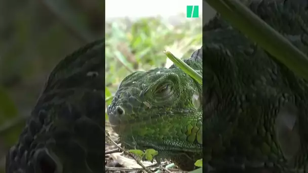 Des iguanes gelés tombent des arbres en Floride