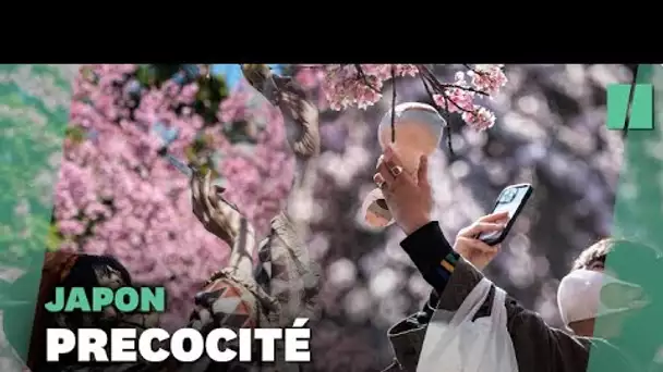 Au Japon, les cerisiers fleurissent en avance (et ce n'est pas une bonne nouvelle)