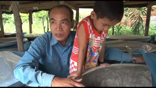 Un élevage expérimental d'insectes au Laos