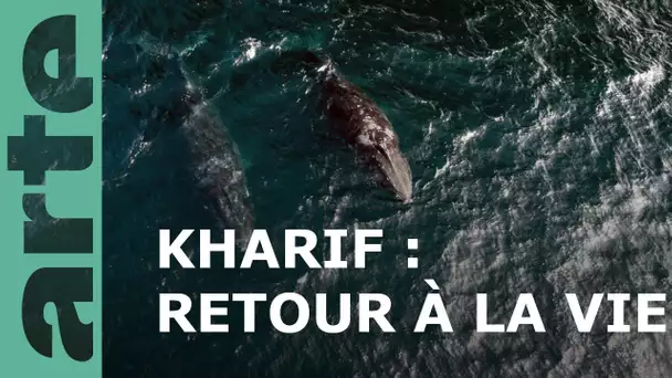 Loups et baleines à bosse | Oman sauvage (2/2) | ARTE Family