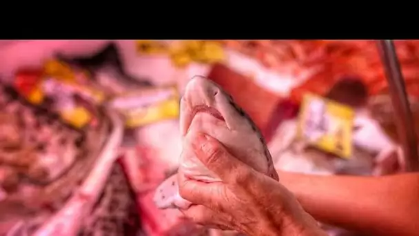 Pourquoi il est si essentiel de protéger les requins d'Europe