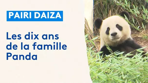 Pairi Daiza : on fête les 10 ans de la famille Panda