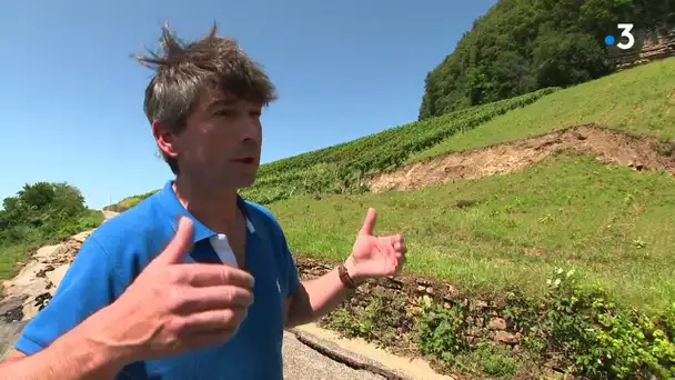 Des glissements de terrain endommagent des vignes dans le Jura