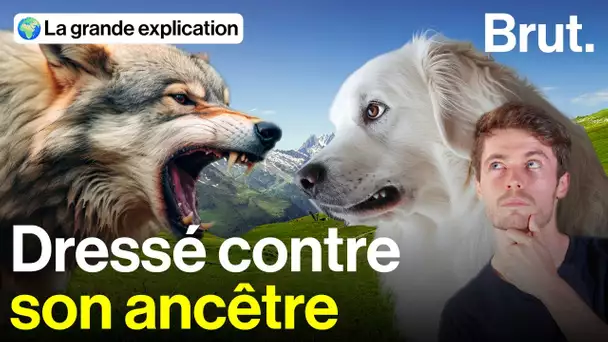 Face aux loups, ces chiens font-ils le poids ?