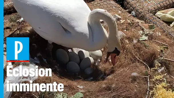 A Paris, un couple de cygnes couve ses œufs sur les bords du canal de l'Ourcq