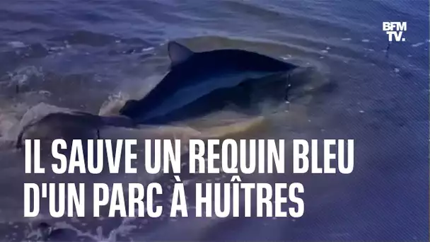 Cet ostréiculteur du Cap Ferret sauve un requin dans un parc à huîtres