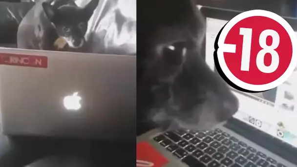 NE LAISSEZ PAS VOTRE CHIEN DEVANT LE PC