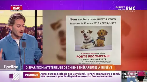 Deux chiennes thérapeutes ont disparu en Haute-Savoie