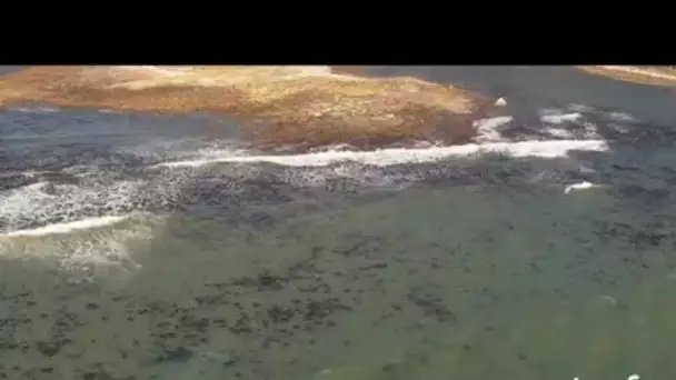 Afrique du Sud : baleine et baleineau au large du Cap