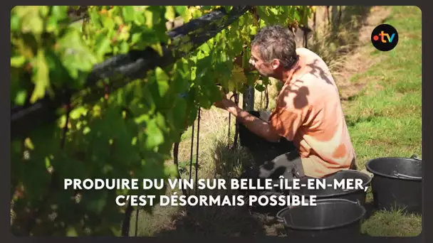 Un projet viticole sur Belle-Île-En-Mer récolte ses premières grappes