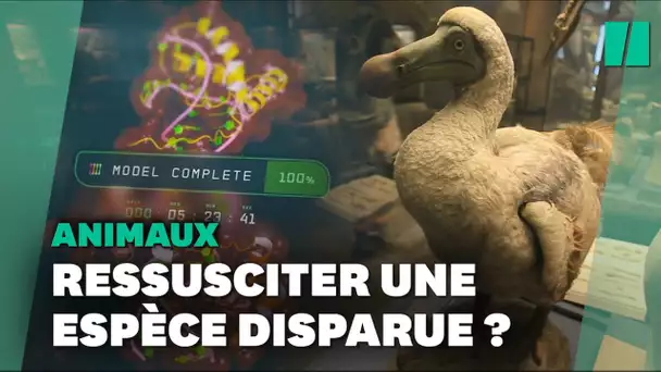 Cette start-up américaine veut faire revenir le dodo à la vie