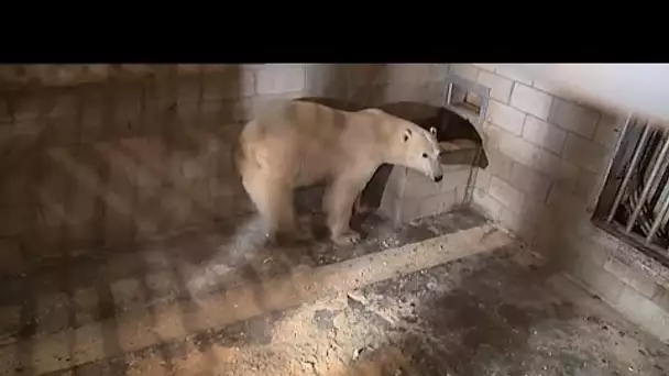 La prison des ours polaires au Canada