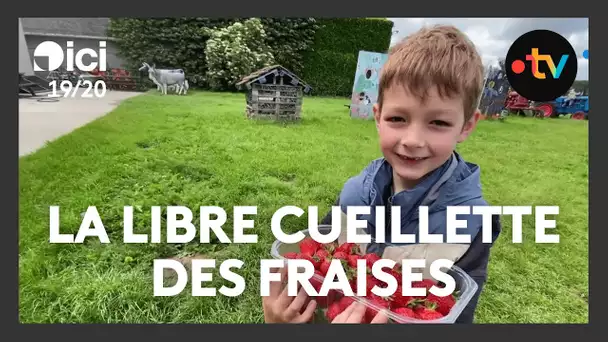 Début de la saison de la cueillette des fraises en libre service à Seclin
