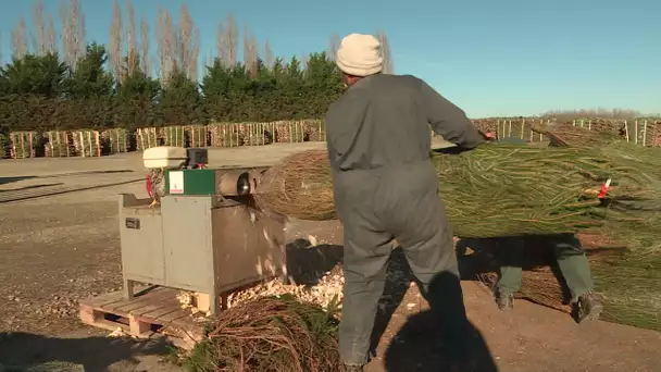 La vente de sapins autorisée. Soulagement des producteurs. Reportage dans le Maine-et-Loire.