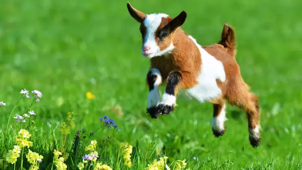 Les animaux de la ferme : La chèvre