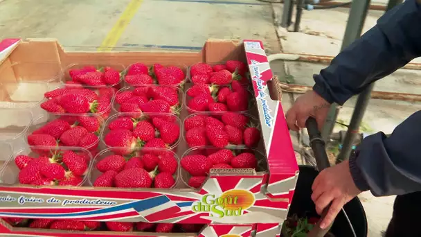 Hérault : la récolte des premières fraises de France à Mauguio